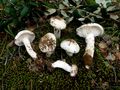 Hygrophorus cossus